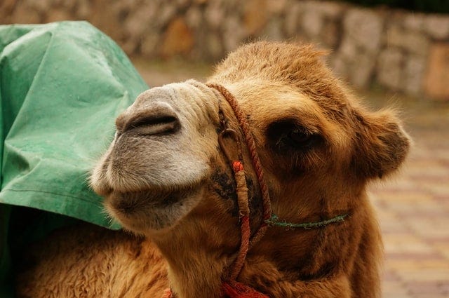 Mengenal Gaya Penulisan Snake Case dan Camel Case